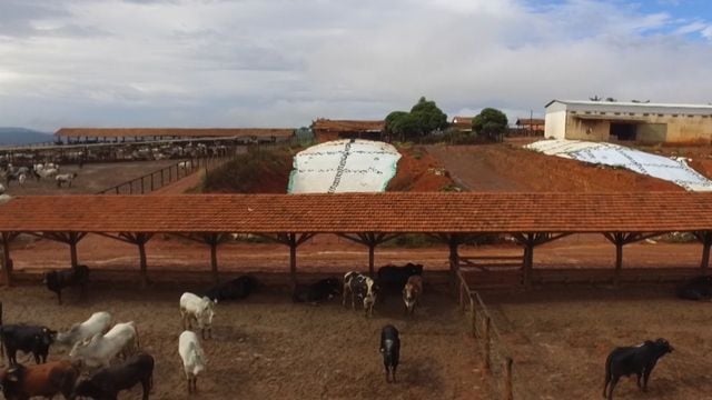 Vista aérea de confinamento de bovinos de corte. Foto: Reprodução