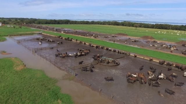 Vista aérea de confinamento de bovinos com impacto da chuva. Foto: Reprodução