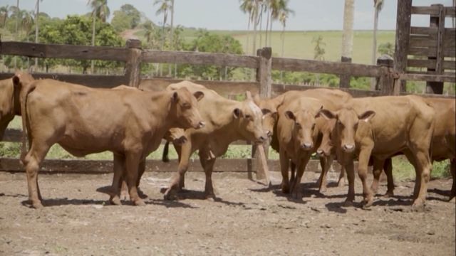 Raça Senepol forma a base da fazenda que implementou protocolo do SUS na vacinação do gado. Foto: Reprodução