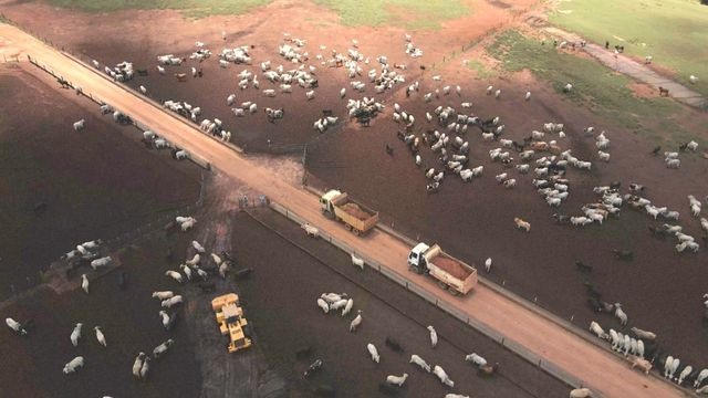 Vista aérea de bovinos confinados no Confinamento Campanelli. Foto: Reprodução