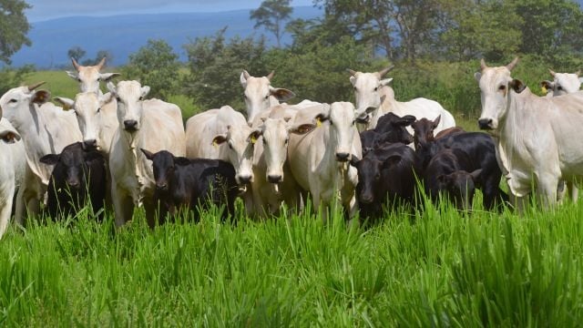 Vacas Nelore com bezerros F1 Angus em área de pasto. Foto: JMMatos