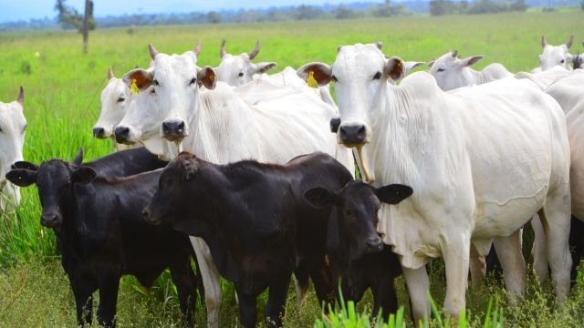 Vaca bem suplementada gera bezerro que ganha até 200 gramas de GMD a mais no confinamento