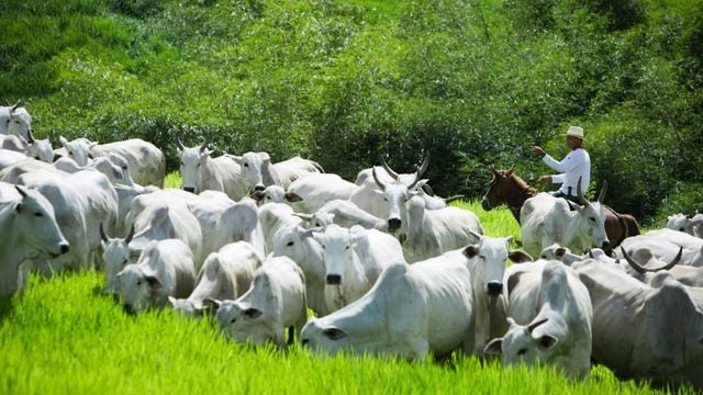 Brasil possui o maior rebanho bovino do mundo, segundo a FAO