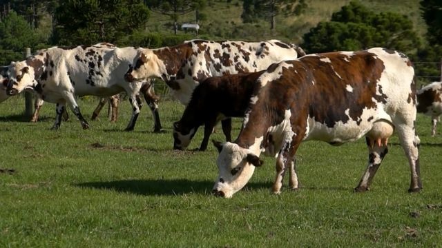 Vacas da raça Normando em área de pasto. Foto: Reprodução