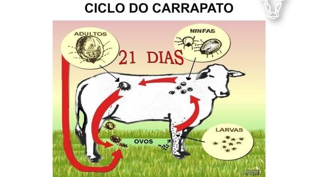 Esquema do ciclo do carrapato bovino nas fazendas. Foto: Reprodução