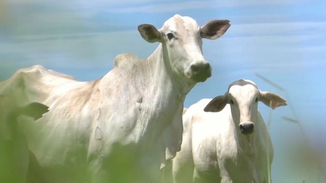 Vaca com bezerro ao lado em área de pasto. Foto: Reprodução
