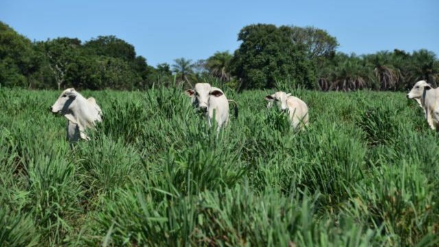 Bovinos em pastejo com cultivar BRS Sarandi. Foto: Divulgação/Embrapa Cerrados