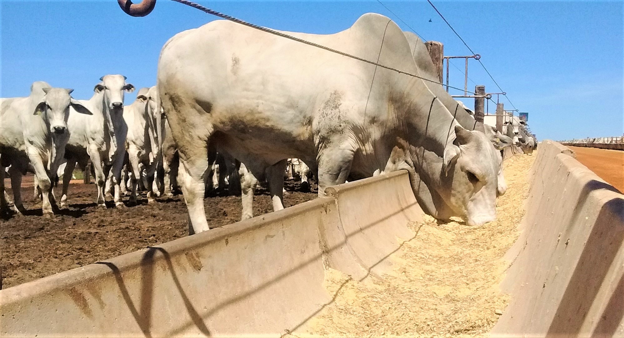 O Brasil confinou quase 7 milhões de bovinos de corte em 2022. Foto: Divulgação