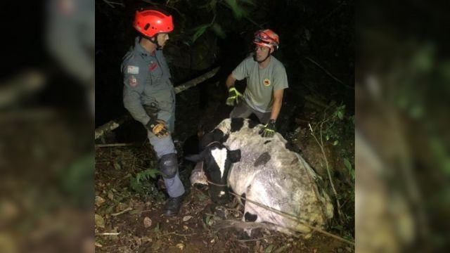 Vaca leiteira sendo resgatada. Foto: Divulgação/CNDM/CFMV