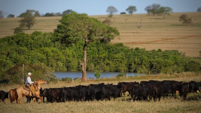 Lote de bovinos Brangus em áreas de pastagem. Foto: Divulgação/ABB