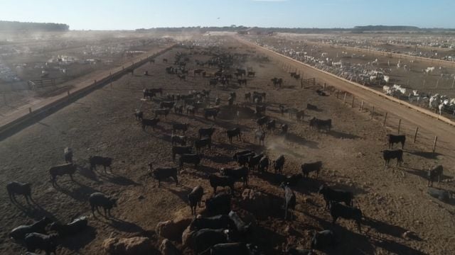 Vista aérea de unidade de confinamento de bovinos de corte. Foto: Reprodução