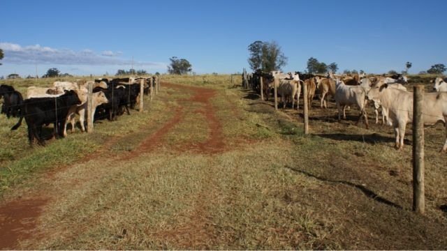 Piquetes de separados de pastagem para vacas e seus bezerros. Foto: Gisele Rosso /Embrapa Pecuária Sudeste