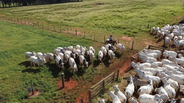 Manejo de gado em piquetes na fazenda. Foto: Reprodução