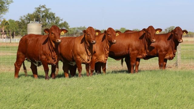 Vacas da raça Beefmaster. Foto: Divulgação