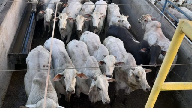 Lote de bovinos da fazenda Santa Marina, no município de Rolim de Moura (RO). Foto: Divulgação