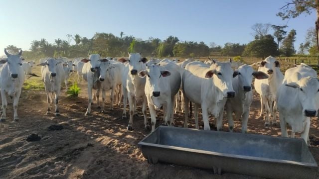 Bovinos de corte em fazendas atendidas pelo Produção Sustentável de Bezerros. Foto: Divulgação/Acrimat