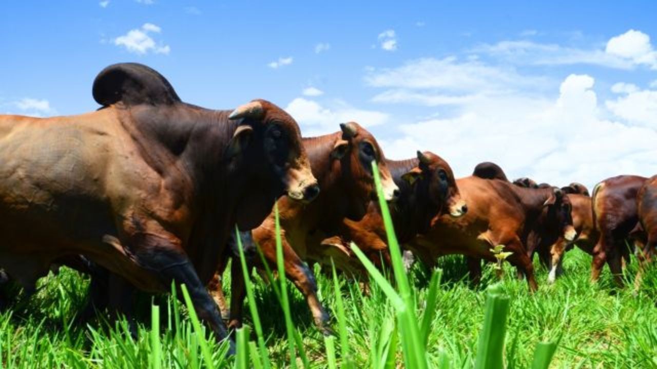 Exemplares de touros Sindi a pasto. Foto: Divulgação