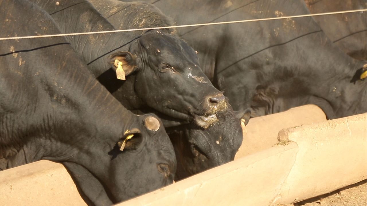 Detalhe de bovinos se alimentando em confinamento. Foto: Reprodução