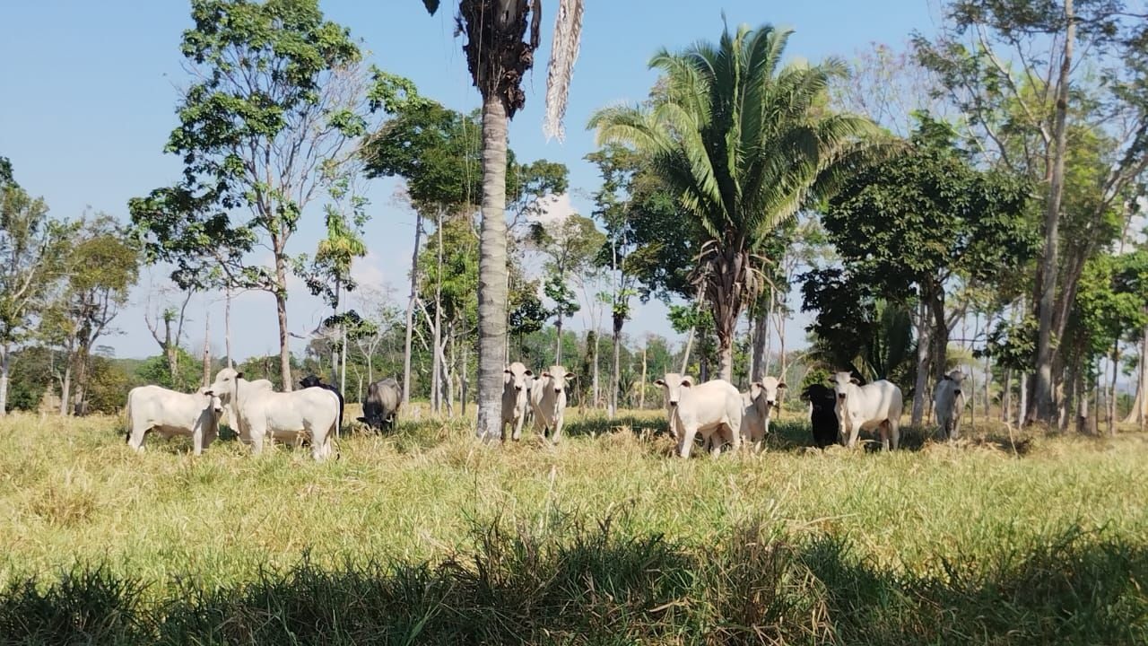 Detalhe do gado a pasto no Sítio Dois Irmãos, em Teixeirópolis (RO). Foto: Divulgação