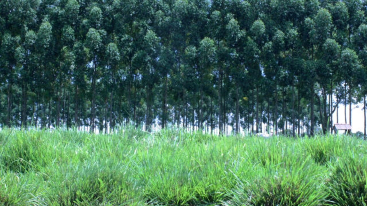 Área de cultivo de capim Massai. Foto: Divulgação/Embrapa