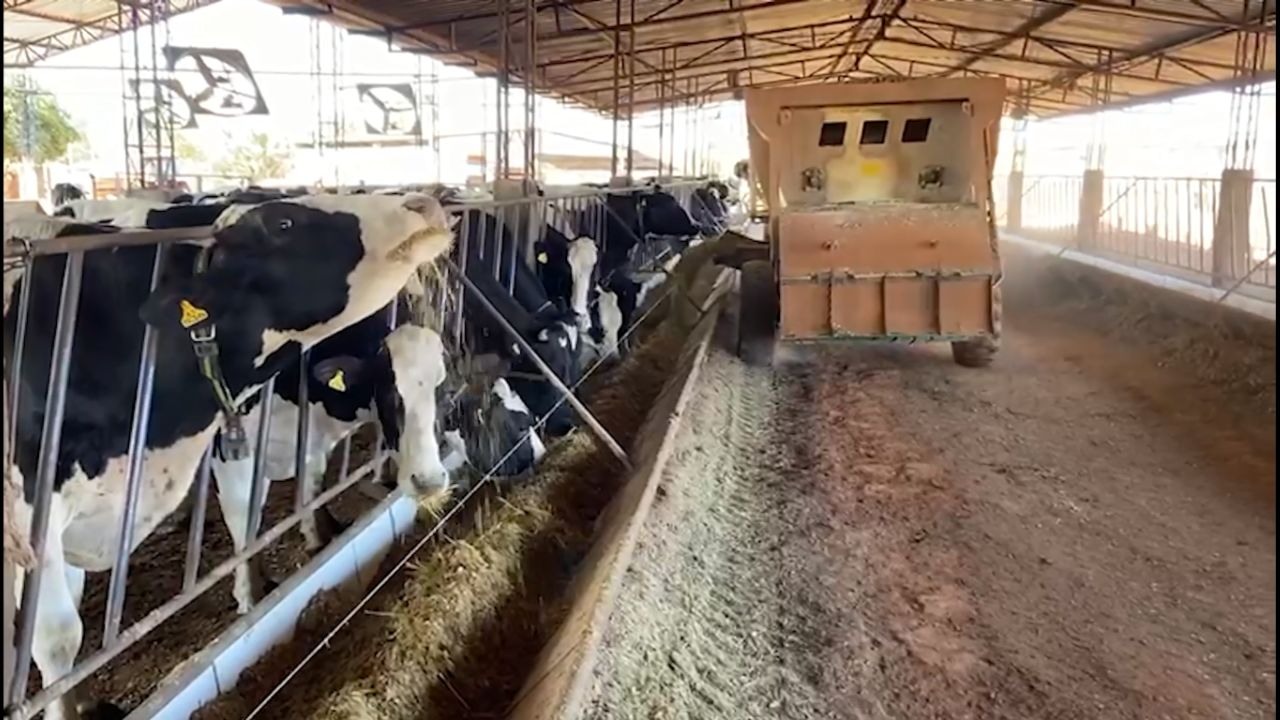 vacas leiteiras 16.08.2023 1