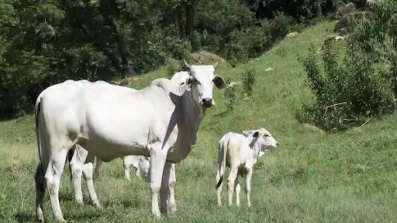 Vaca com bezerro ao pé. Foto: Divulgação