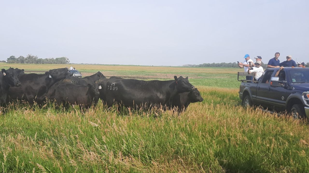 Lote de bovinos de corte em área de pastagem nativa nos Estados Unidos. Foto: Divulgação/Genex