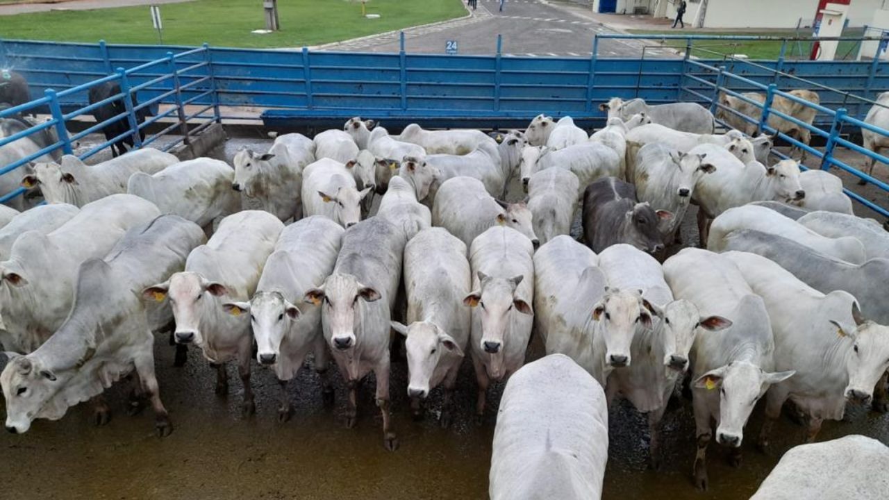 Lote de bovinos da fazenda Terra Roxa, no município de Aral Moreira (MS). Foto: Divulgação