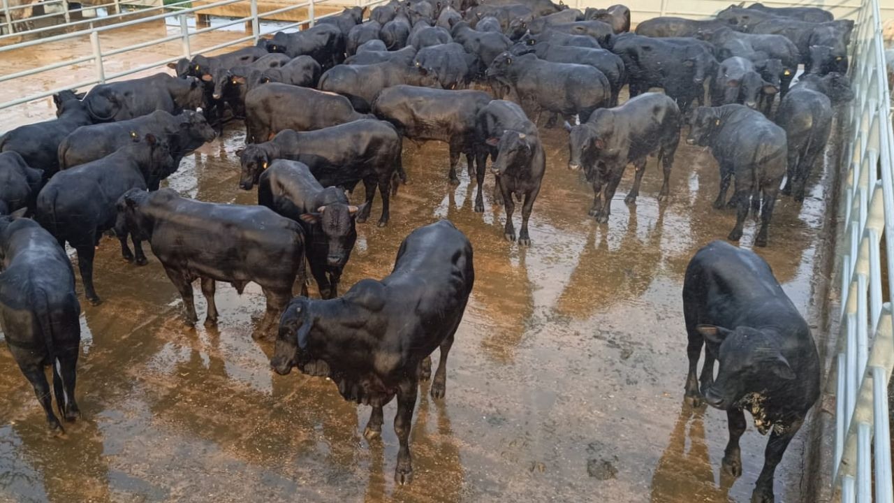 Lote de bovinos com genética Angus da fazenda Duas Ferraduras, no município de Novo Repartimento (PA). Foto: Divulgação