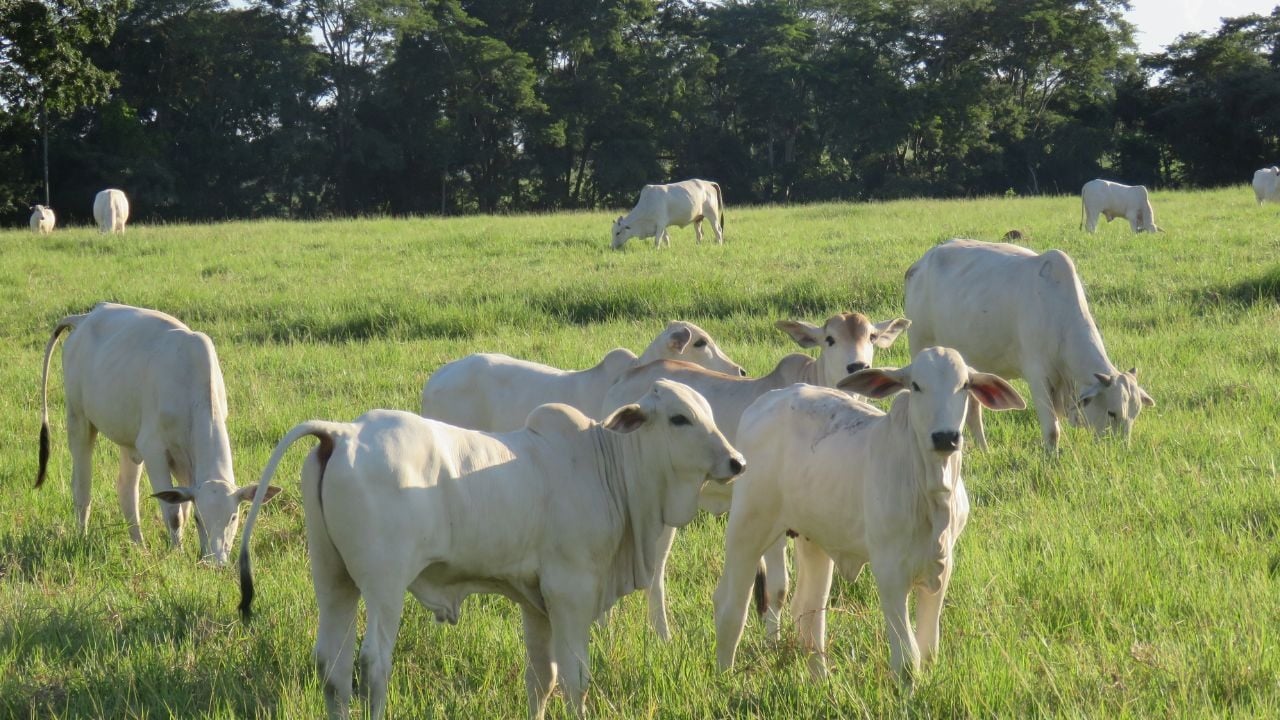 Rebanho de bovinos a pasto. Foto: Divulgação/Rally da Pecuária