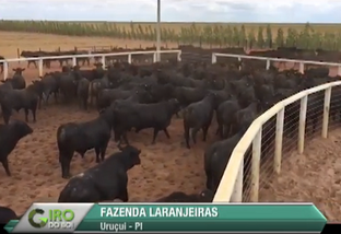 Pecuária do Sul do Piauí se intensifica com o crescimento da agricultura
