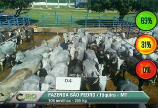 Giro do Dia: novilhas Nelore da Fazenda São Pedro, em Itiquira-MT