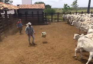 Sanidade faz a diferença para aumento da produção pecuária em Sergipe