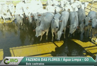 Giro do Dia: boiada capona da Fazenda das Flores, de Água Limpa-GO