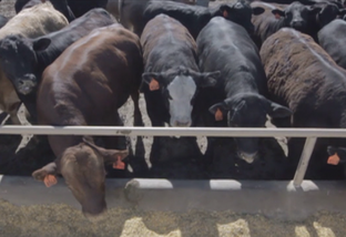 Rebanho e abates crescem no Canadá; país foca nas exportações de carne de qualidade
