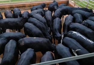 Pecuarista de Rondônia está castrando animais ao nascimento para garantir qualidade na carne