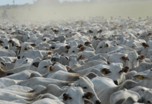Perdão a 30 milhões de vacas vazias traz grandes prejuízos à pecuária brasileira