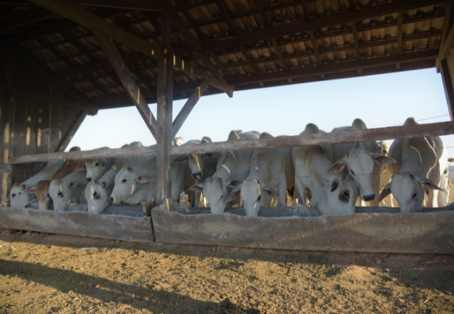 Lote de bovinos se alimentando no cocho de mineral na fazenda. Foto: Divulgação