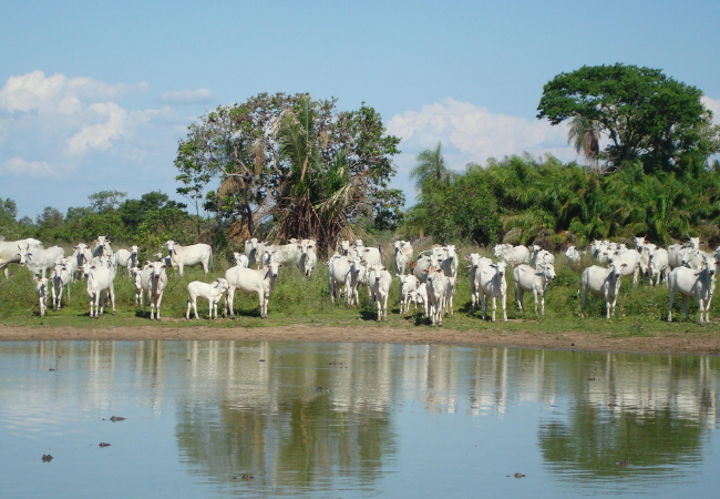 Produção de bovinos está em sintonia com o meio ambiente no Pantanal. Foto: Divulgação/ABPO