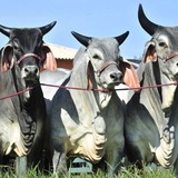 Touro Gurezá: quais vacas de dupla aptidão vão bem com o reprodutor?