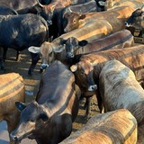 Novilhada Wagyu Akaushi surpreende com peso de boi em Mato Grosso