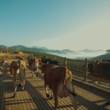 Gado Jersey: qual raça de touro para cruzar e garantir uma boa genética leiteira?