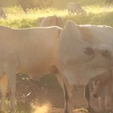 Infestação de bernes cresce no País e rouba até 4 kg por cabeça de gado