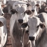 Pecuária no Nordeste: Bahia já tem mais bovinos do que São Paulo e Rio Grande do Sul