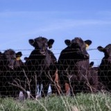 Pecuária australiana: os desafios do país que chega ao maior rebanho de bovinos na última década