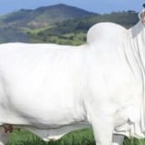 Viatina-19: Guinness Book reconhece vaca Nelore como a fêmea bovina mais caro do mundo