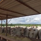 Proteinado no cocho: descubra sua função e dicas na hora de servir para o gado