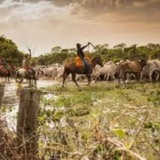 Pantanal: pesquisas apontam os avanços científicos no maior polo de criação de bezerros do País
