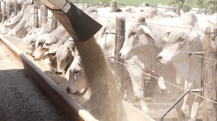 Vagões forrageiros: conheça a opção mais tecnológica para turbinar a alimentação do gado