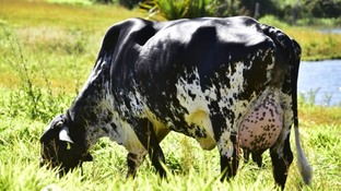 Vaca Girolando: especialista dá dicas para estimular a produção leiteira na fazenda